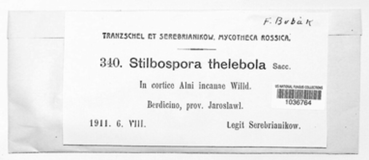 Hendersoniopsis thelebola image